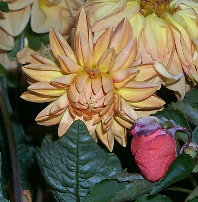 P017.jpg (132297 bytes)