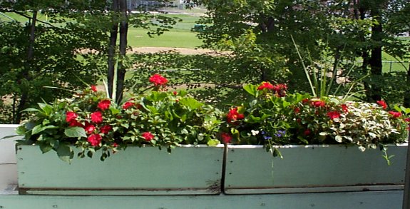flwrs1.jpg (62261 bytes)