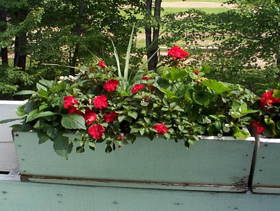 flwrs2.jpg (76922 bytes)