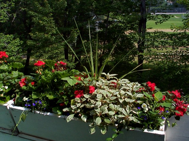 flwrs3.jpg (101543 bytes)
