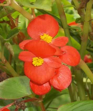 scarlet.jpg (39552 bytes)